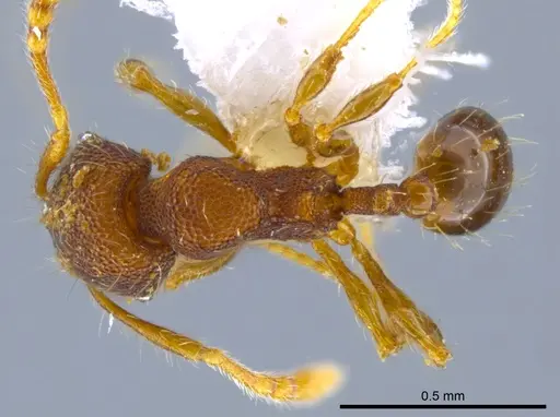 Pheidole karolsetosa specimen INB0003696450 image inb0003696450_1
