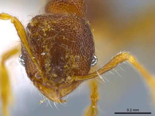 Pheidole karolsetosa specimen INB0003696450 image inb0003696450_2