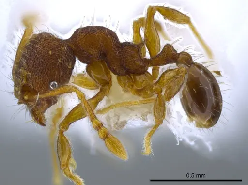 Pheidole karolsetosa specimen INB0003696450 image inb0003696450_3