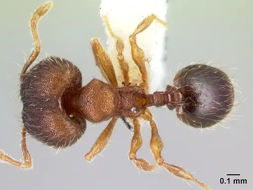Pheidole karolsetosa specimen INBIOCRI002279842 image inbiocri002279842_1