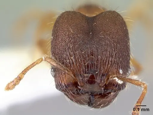 Pheidole karolsetosa specimen INBIOCRI002279842 image inbiocri002279842_2