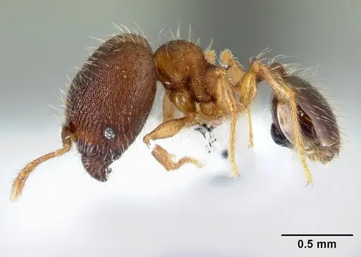 Pheidole karolsetosa specimen INBIOCRI002279842 image inbiocri002279842_3