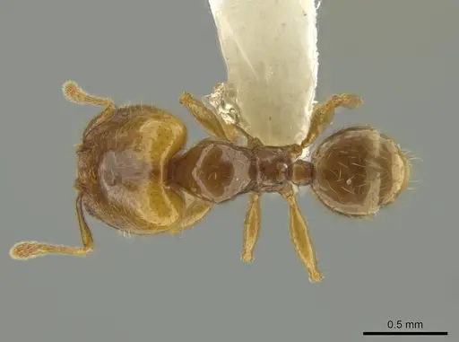 Pheidole kasparii specimen CASENT0637174 image casent0637174_1