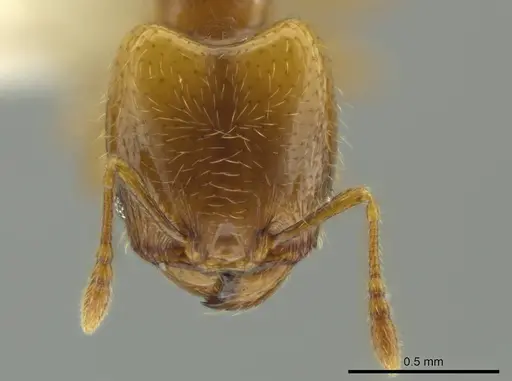 Pheidole kasparii specimen CASENT0637174 image casent0637174_2