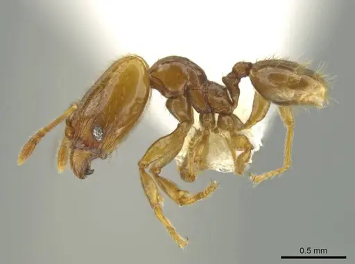 Pheidole kasparii specimen CASENT0637174 image casent0637174_3