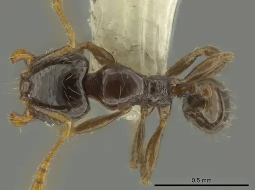 Pheidole kasparii specimen CASENT0637175 image casent0637175_1