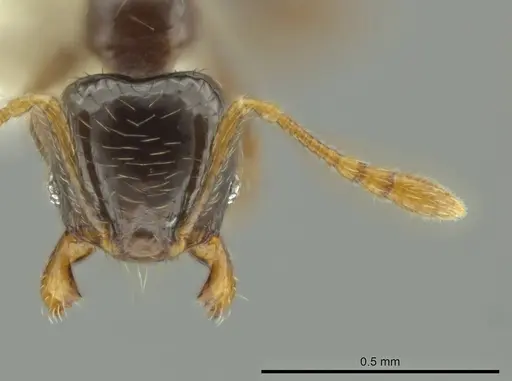 Pheidole kasparii specimen CASENT0637175 image casent0637175_2