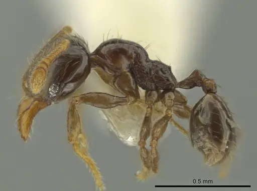 Pheidole kasparii specimen CASENT0637175 image casent0637175_3