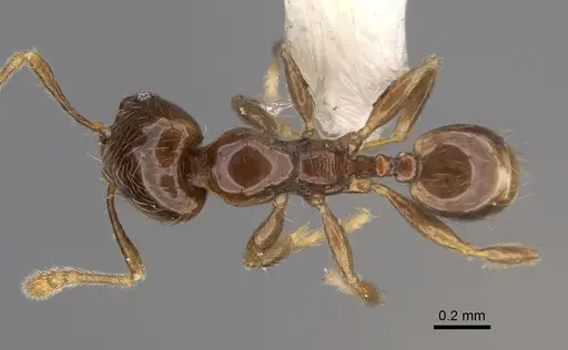 Pheidole kasparii specimen CASENT0637176 image casent0637176_1