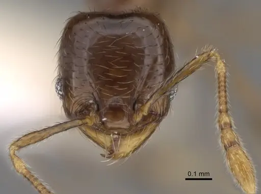 Pheidole kasparii specimen CASENT0637176 image casent0637176_2