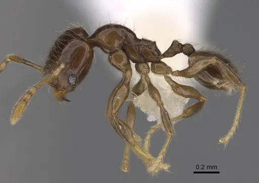 Pheidole kasparii specimen CASENT0637176 image casent0637176_3