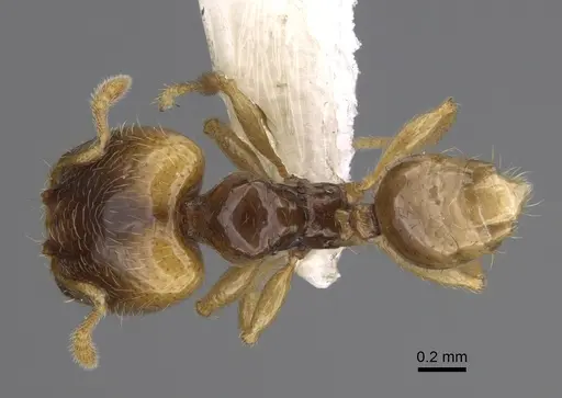 Pheidole kasparii specimen CASENT0637177 image casent0637177_1