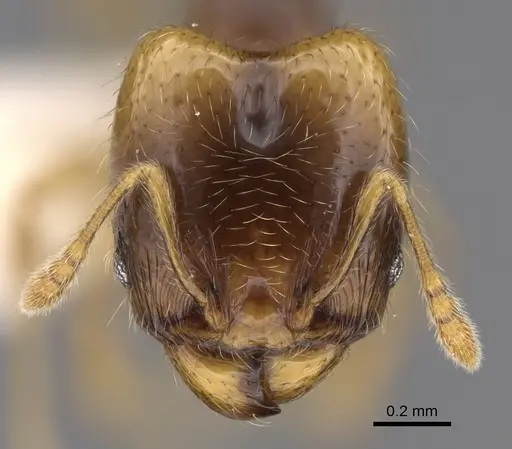 Pheidole kasparii specimen CASENT0637177 image casent0637177_2