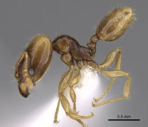 Pheidole kasparii specimen CASENT0637177 image casent0637177_3