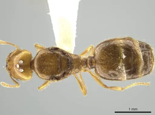 Pheidole kasparii specimen CASENT0637178 image casent0637178_1