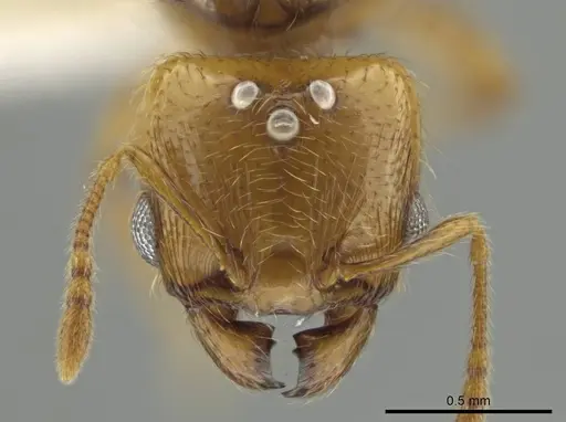 Pheidole kasparii specimen CASENT0637178 image casent0637178_2