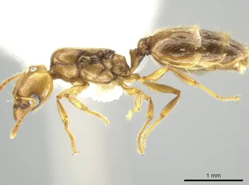 Pheidole kasparii specimen CASENT0637178 image casent0637178_3