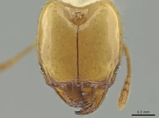 Pheidole kasparii specimen CASENT0646617 image casent0646617_1