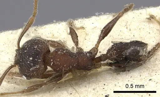 Pheidole katonae specimen CASENT0249072 image casent0249072_1