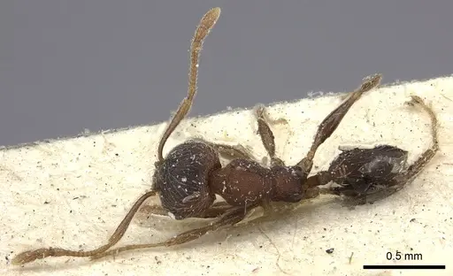 Pheidole katonae specimen CASENT0249072 image casent0249072_2