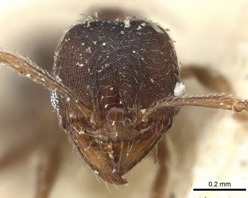 Pheidole katonae specimen CASENT0249072 image casent0249072_3