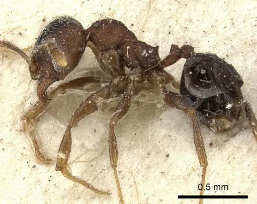Pheidole katonae specimen CASENT0249072 image casent0249072_4