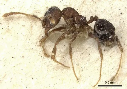Pheidole katonae specimen CASENT0249072 image casent0249072_5