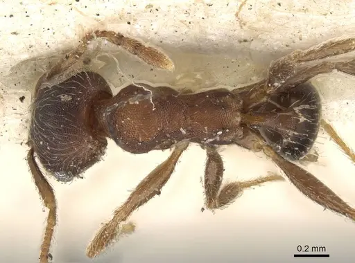 Pheidole katonae specimen CASENT0922221 image casent0922221_1