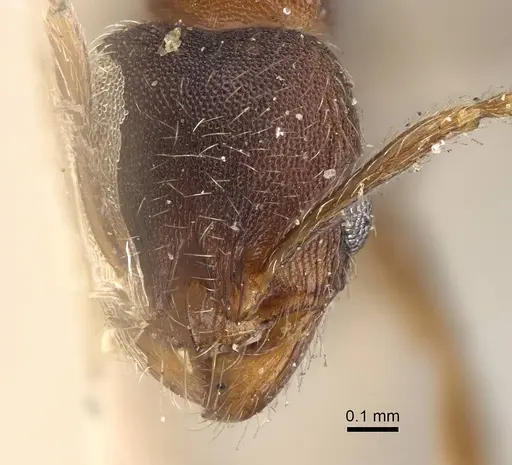 Pheidole katonae specimen CASENT0922221 image casent0922221_2