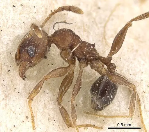 Pheidole katonae specimen CASENT0922221 image casent0922221_3