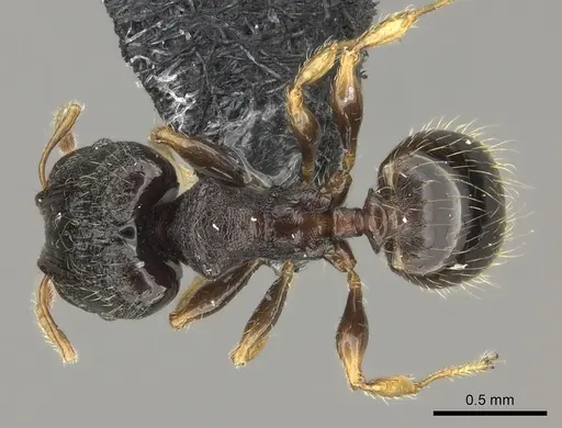Pheidole kava specimen CASENT0183620 image casent0183620_1