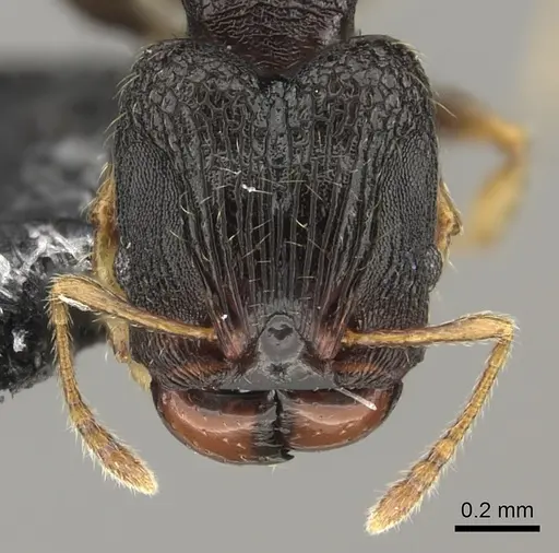 Pheidole kava specimen CASENT0183620 image casent0183620_2