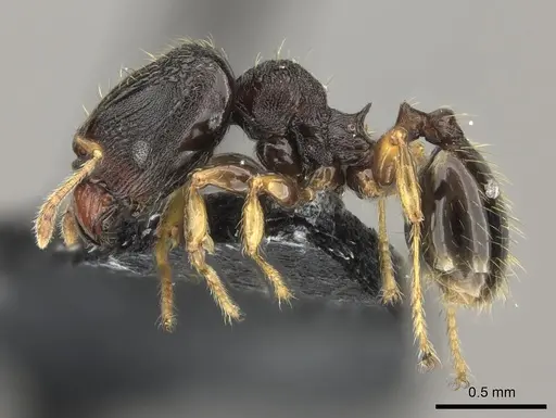 Pheidole kava specimen CASENT0183620 image casent0183620_3