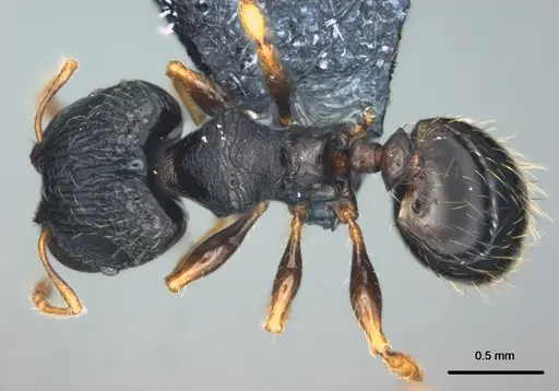Pheidole kava specimen CASENT0183626 image casent0183626_1