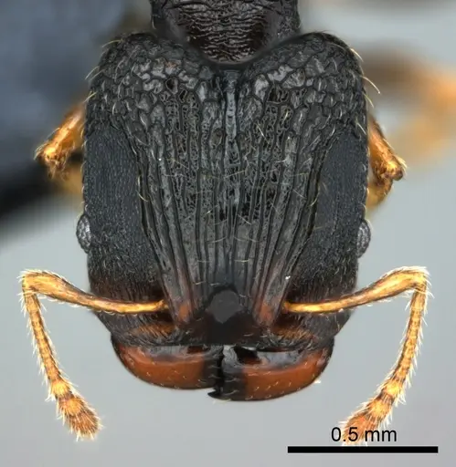 Pheidole kava specimen CASENT0183626 image casent0183626_2