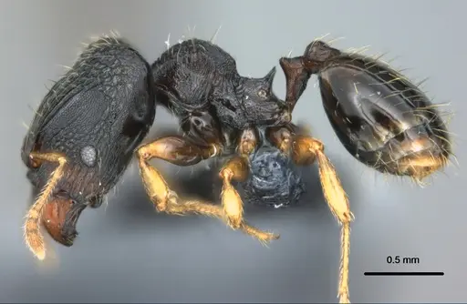 Pheidole kava specimen CASENT0183626 image casent0183626_3