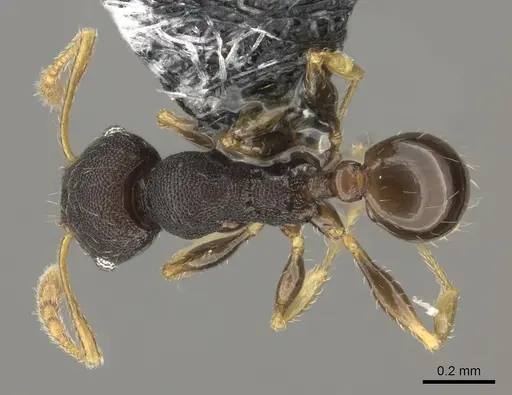 Pheidole kava specimen CASENT0183943 image casent0183943_1
