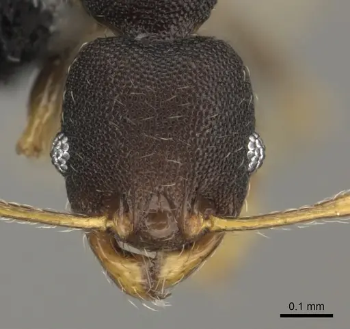 Pheidole kava specimen CASENT0183943 image casent0183943_2