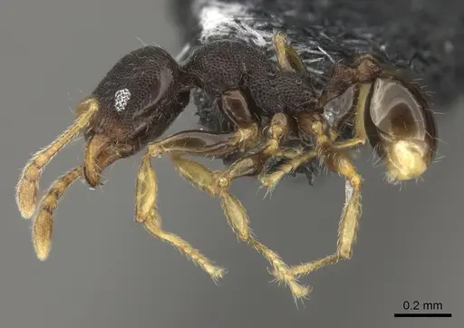 Pheidole kava specimen CASENT0183943 image casent0183943_3
