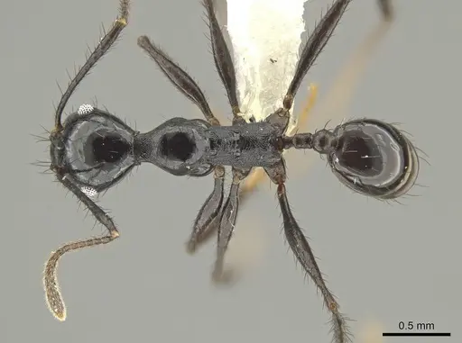 Pheidole kelainos specimen CASENT0646303 image casent0646303_1