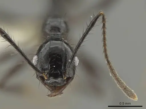 Pheidole kelainos specimen CASENT0646303 image casent0646303_2