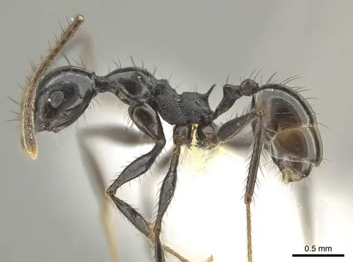 Pheidole kelainos specimen CASENT0646303 image casent0646303_3