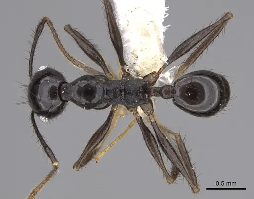 Pheidole kelainos specimen CASENT0646305 image casent0646305_1