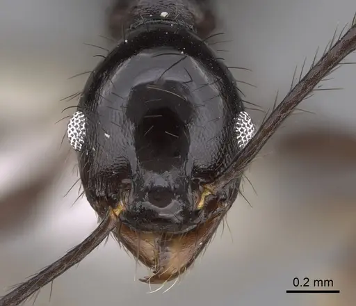 Pheidole kelainos specimen CASENT0646305 image casent0646305_2