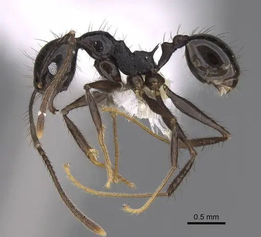 Pheidole kelainos specimen CASENT0646305 image casent0646305_3
