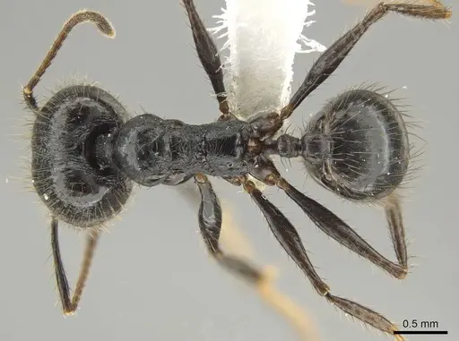 Pheidole kelainos specimen CASENT0646308 image casent0646308_1