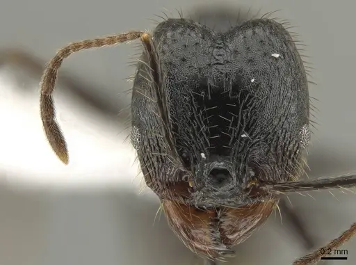 Pheidole kelainos specimen CASENT0646308 image casent0646308_2