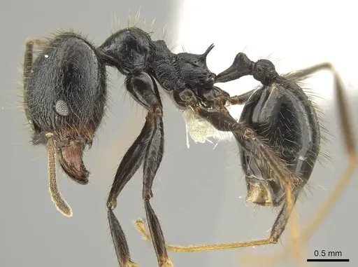 Pheidole kelainos specimen CASENT0646308 image casent0646308_3