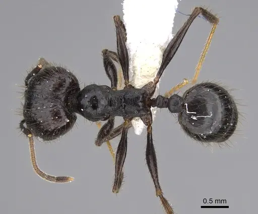 Pheidole kelainos specimen CASENT0646309 image casent0646309_1