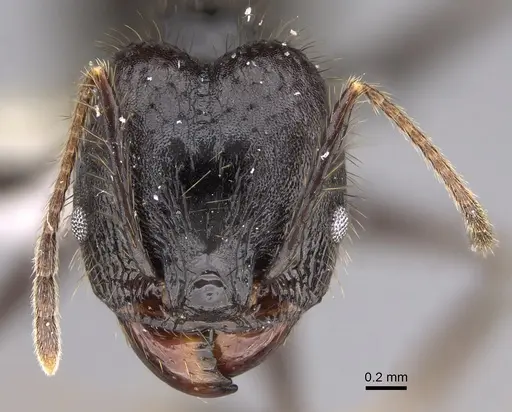 Pheidole kelainos specimen CASENT0646309 image casent0646309_2